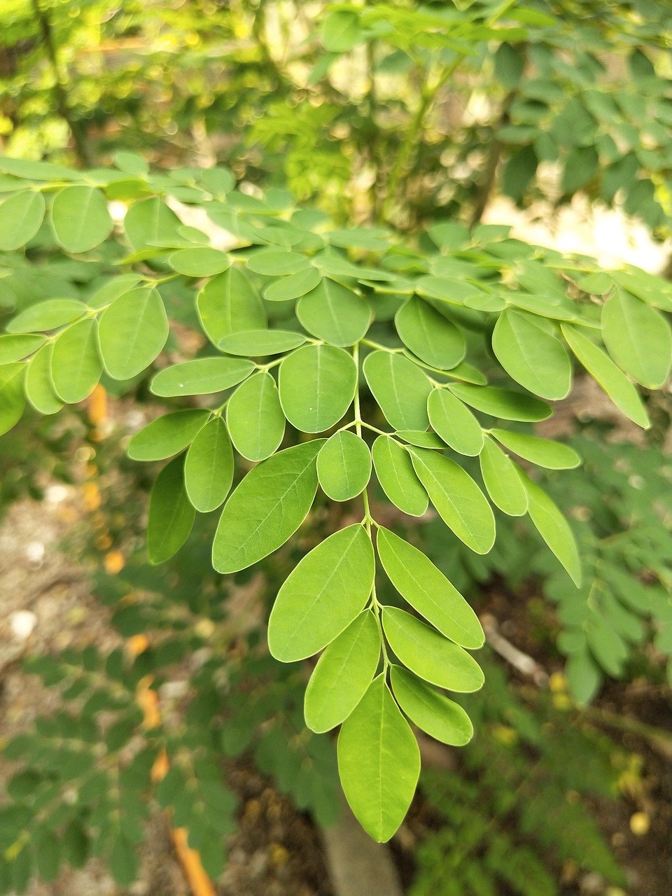 moringa oleifera, drumstick tree, superfood, miracle plant, horseradish plant, moringa oleifera, drumstick tree, drumstick tree, drumstick tree, drumstick tree, drumstick tree